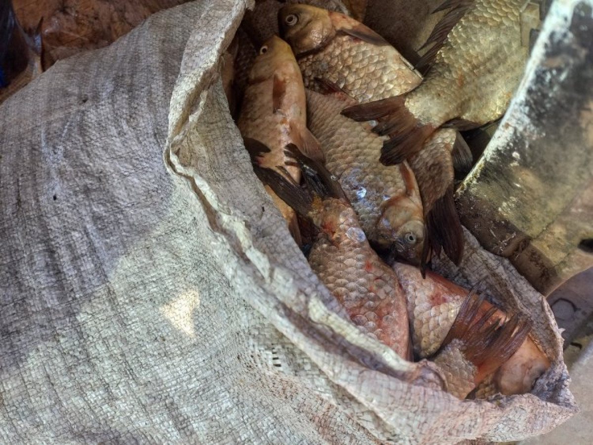 Екібастұзда заңсыз балық аулағандар ұсталды