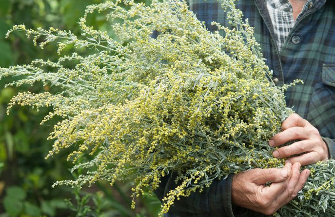 Жас ғалымдар жусаннан диабетке қарсы дәрі әзірлеп жатыр