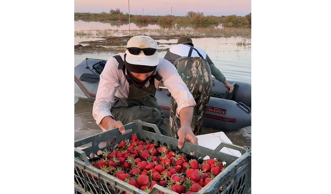 Атыраулық кәсіпкер құлпынайды қайықпен тасып жүр