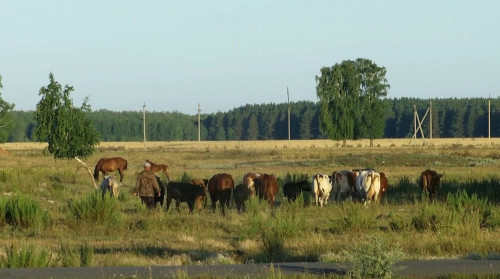 Қазақстанда екі ауыл карантинге жабылды