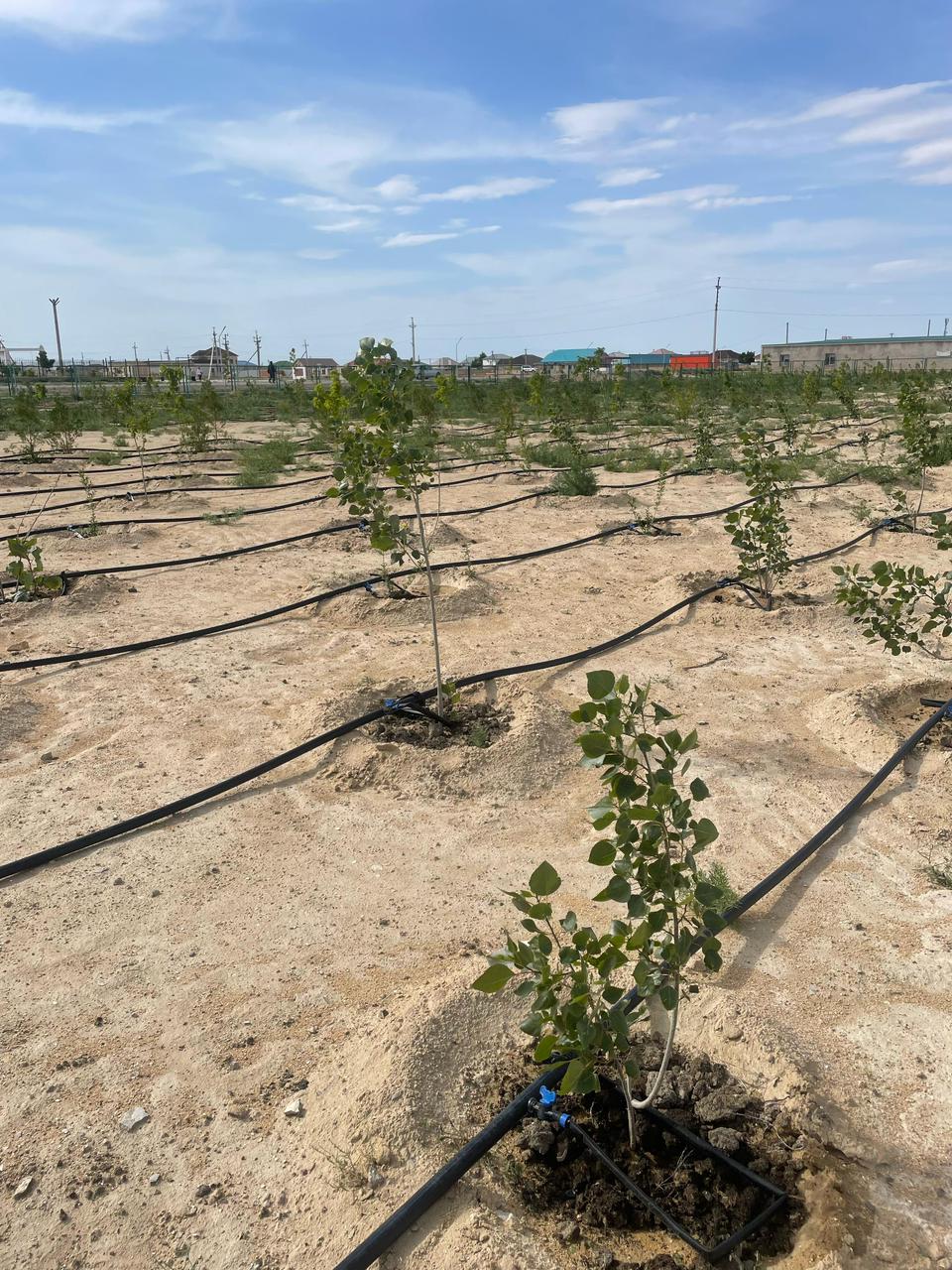 Көшет көктеп, тал болсын!