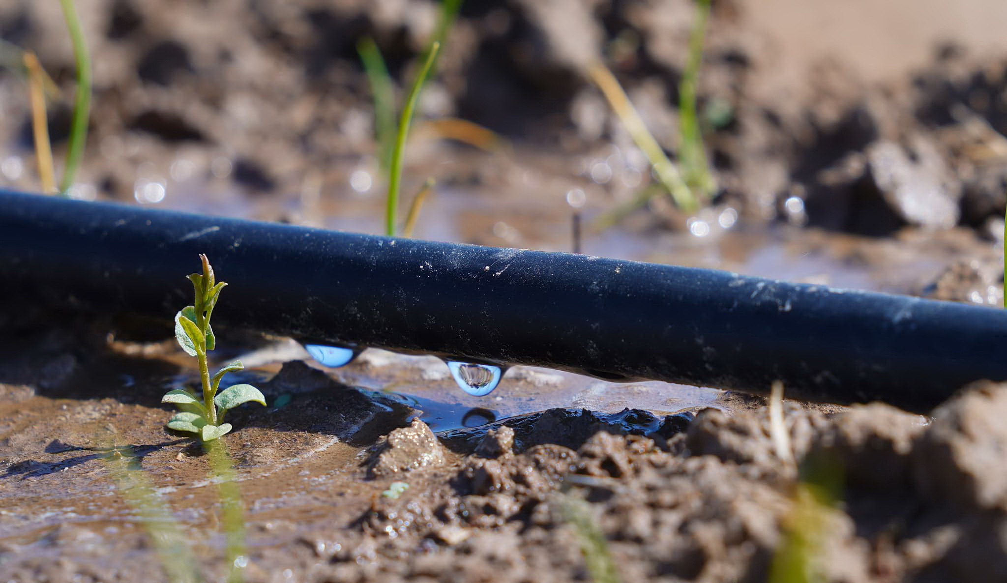 Үнемдегеннің ұпайы түгел