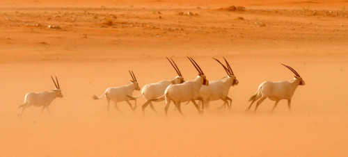 Бүгін - Дүниежүзілік қоршаған ортаны қорғау күні