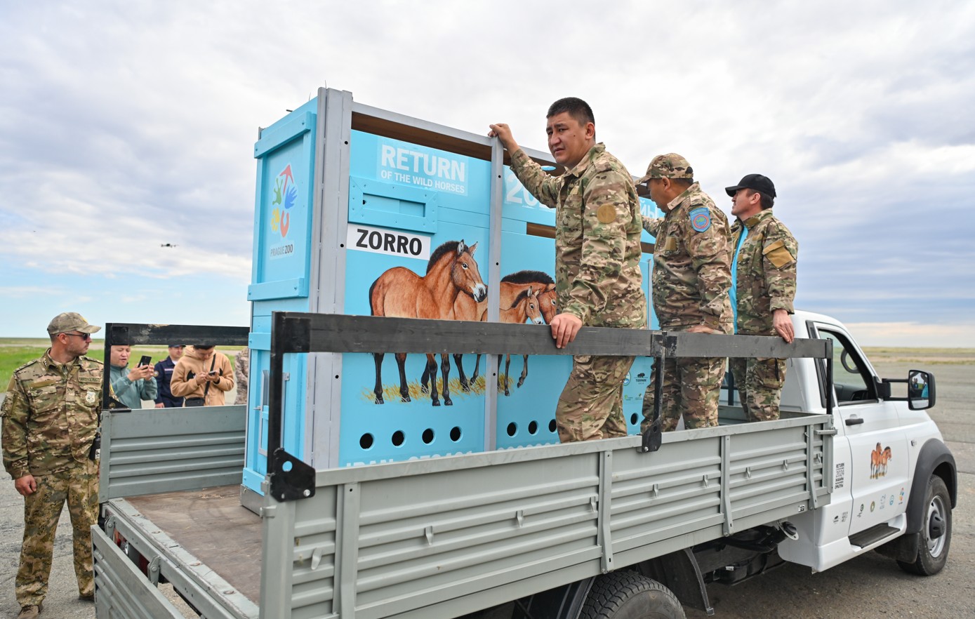 Керқұланым, келдің бе?