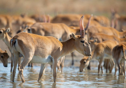 «Бәріміз нансыз қаламыз». Киіктер арпа алқабын таптап жатыр