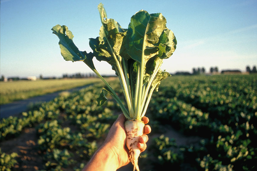 Қант қызылшасын өсіруге басымдық беріледі