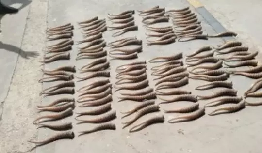 Жүзден аса киік мүйізін шетел асырмақ болған