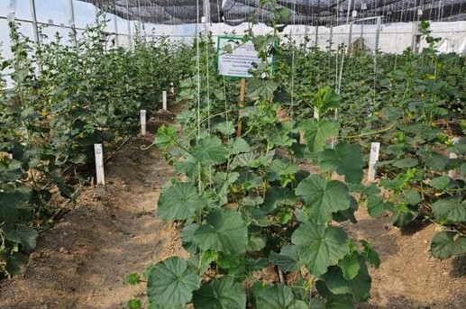 Қауынның жаңа сорты көбейеді