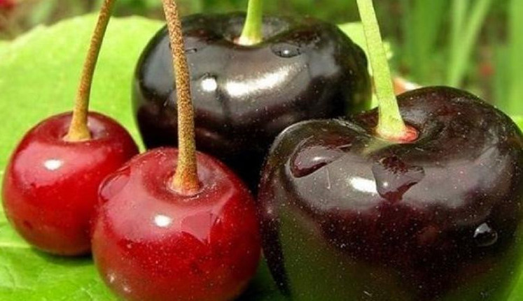 Қырғызстаннан Қазақстанға жөнелтілген шиеден вирус табылды