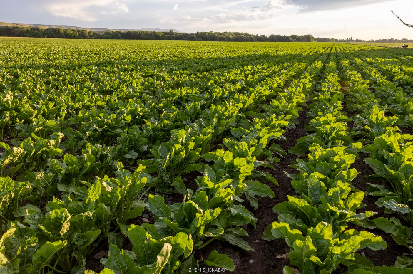 Қазақстан шаруалары биыл мемлекеттен қандай көлемде қолдау алды