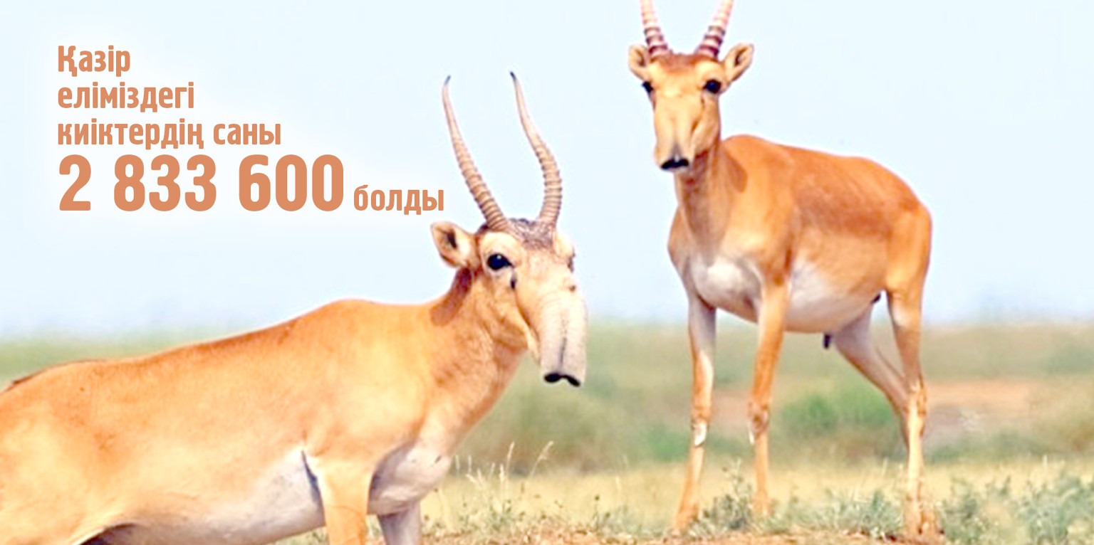 Киік саны көбейіп келеді