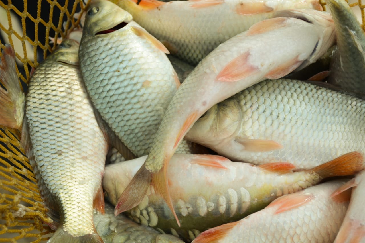 Балық та ауырады