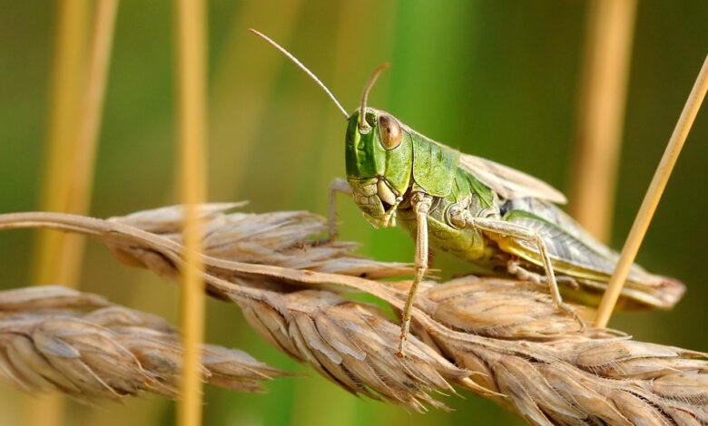 Шегіртке неге шамадан тыс көбейді?