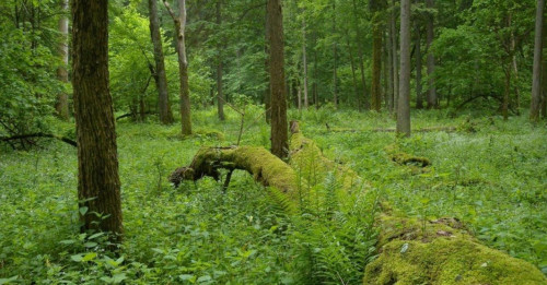 Орман қызметкерлерінің жалақысына 100% үстемеақы қосылады