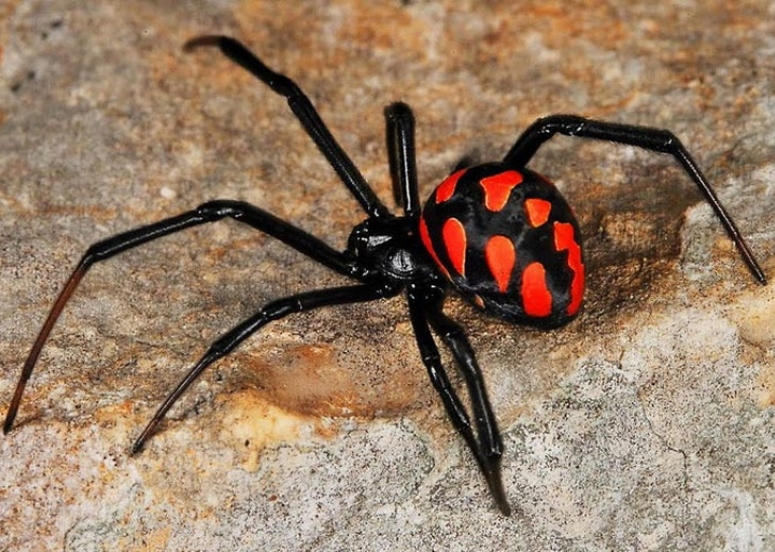 Атырау облысында қарақұрттар малға шапты, зардап шеккендер бар