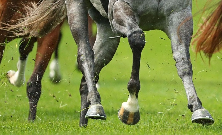 Батыс Қазақстанда 2 жасар баланы жылқы теуіп өлтірді