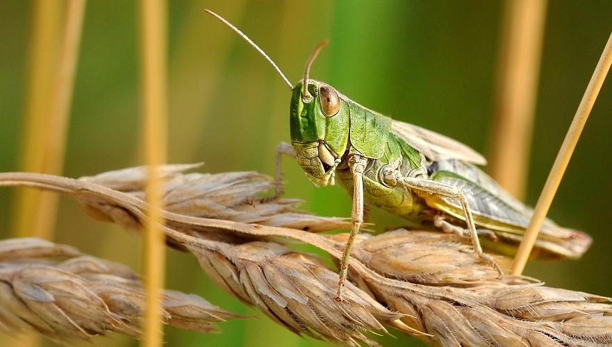 Шегірткеге қарсы залалсыздандыру шарасы