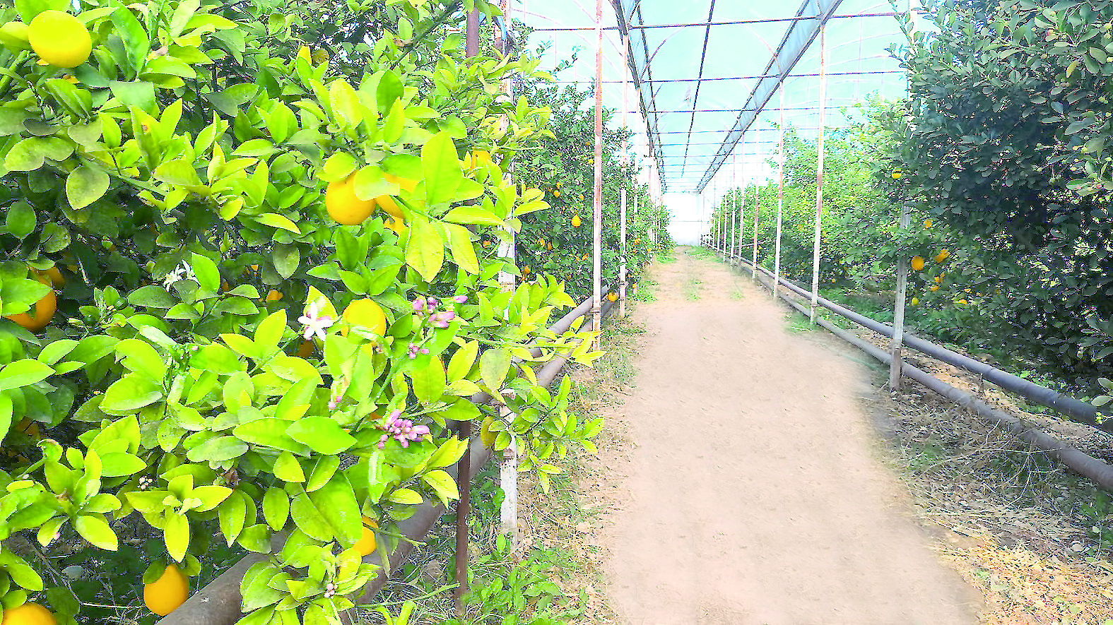 Көмірден тыңайтқыш алатын компания