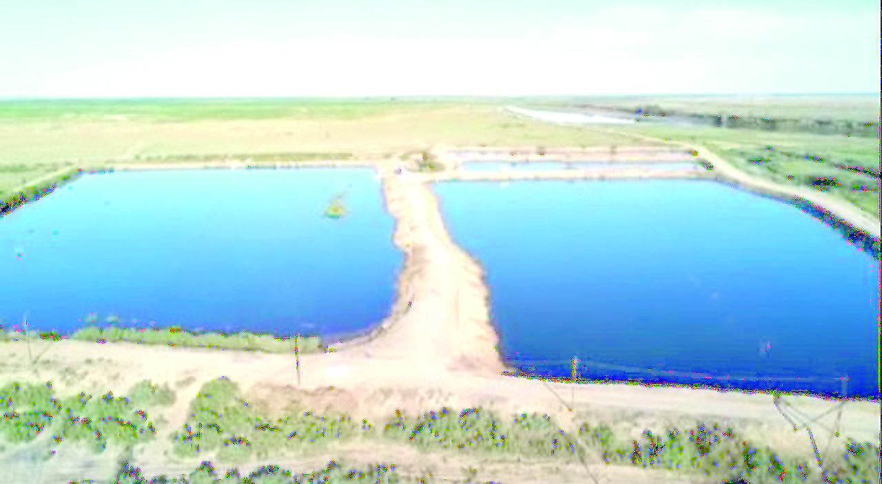 Тоғанда тұқы өсіреді