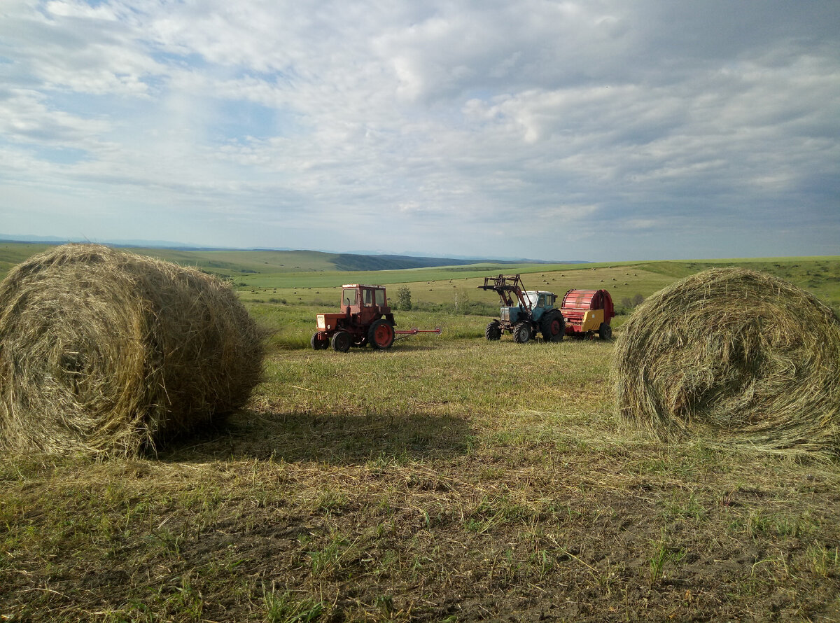 Жемшөп әзірлеудің жол картасы