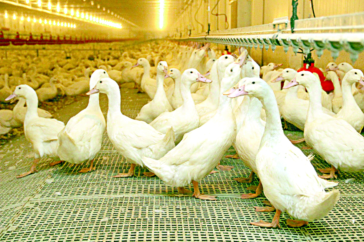 Құс өсірсең, қаз өсір...