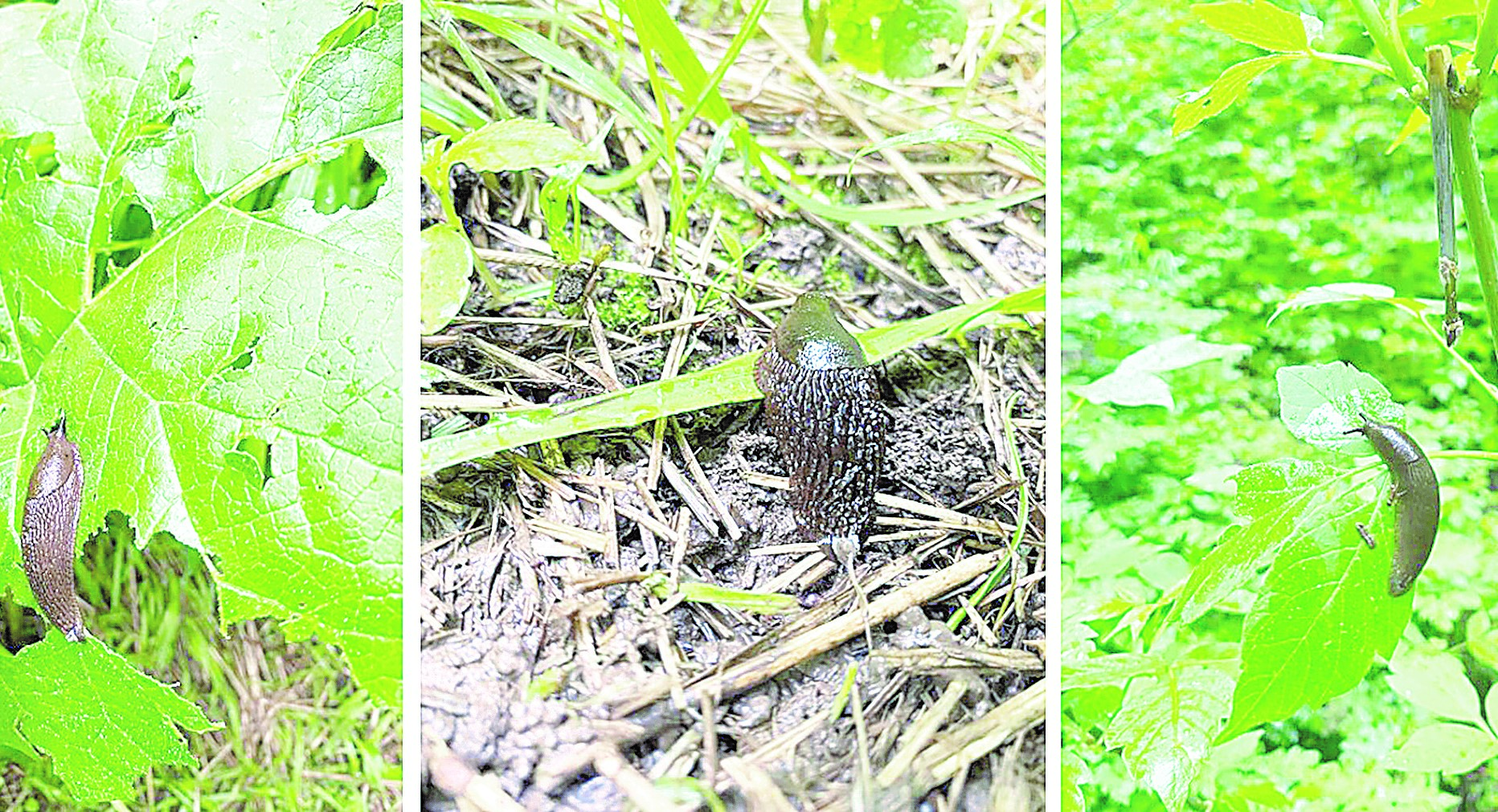 Орманға аса қауіпті испан шырышты ұлуы көбейіп барады