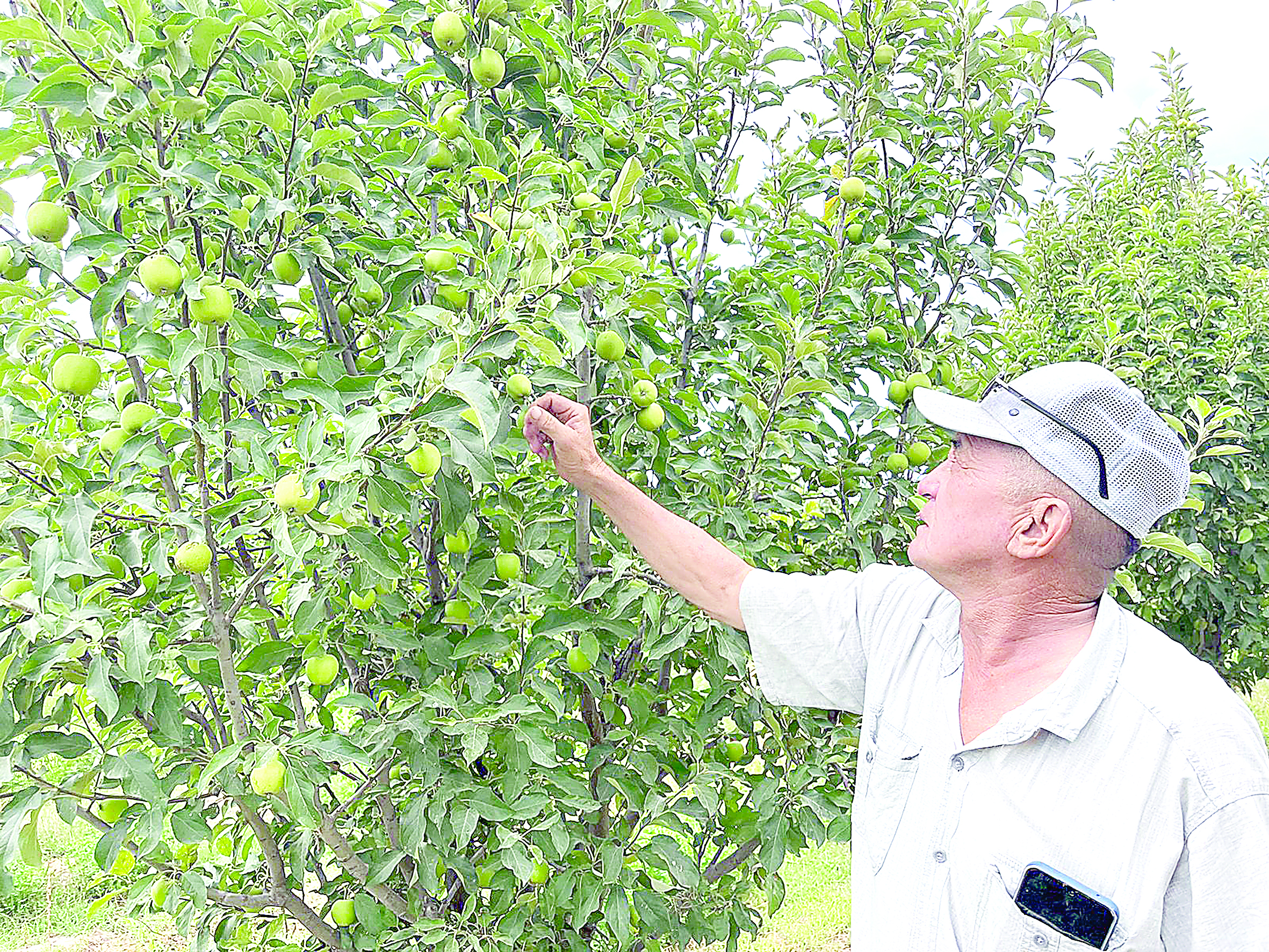 Қызылқұмда –  алма бақ