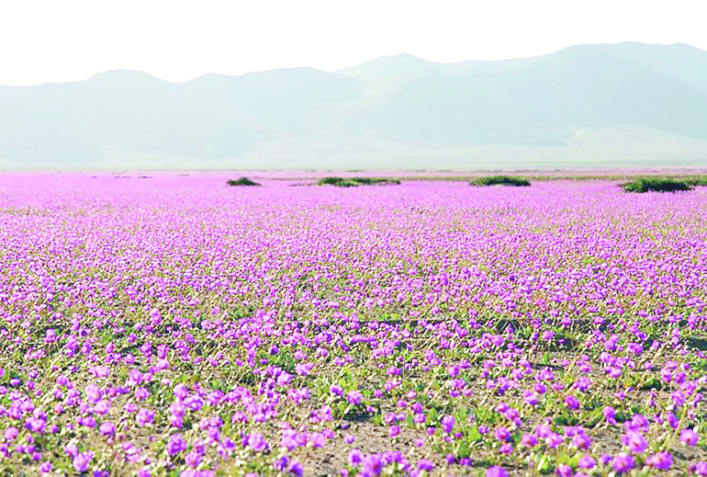 Атакама шөліне ұзақ жылдан бері алғаш рет гүл шықты