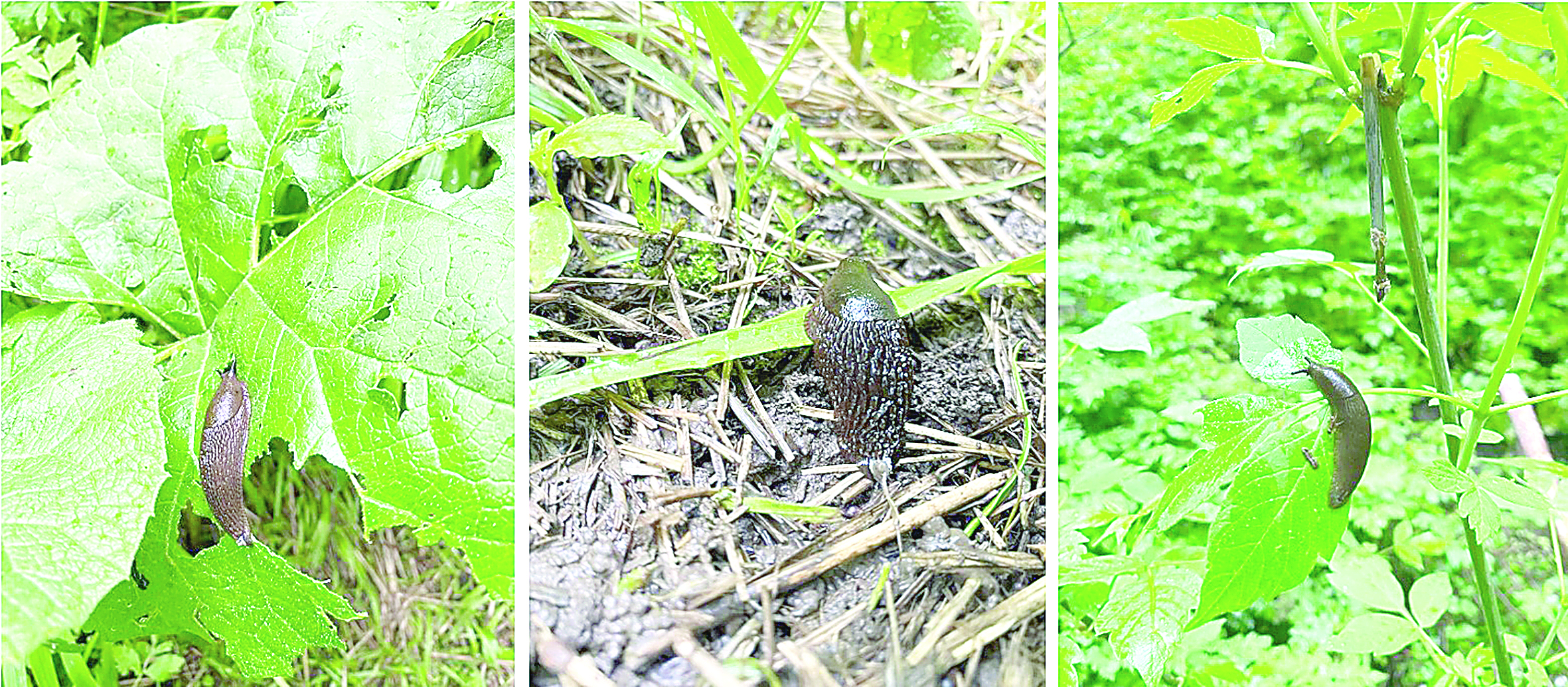 Шырышты ұлудың  зияны