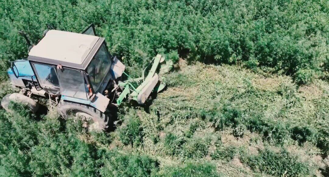 «Қарасора» операциясы: Полицейлер 13 тоннаға жуық есірткі тәркіледі