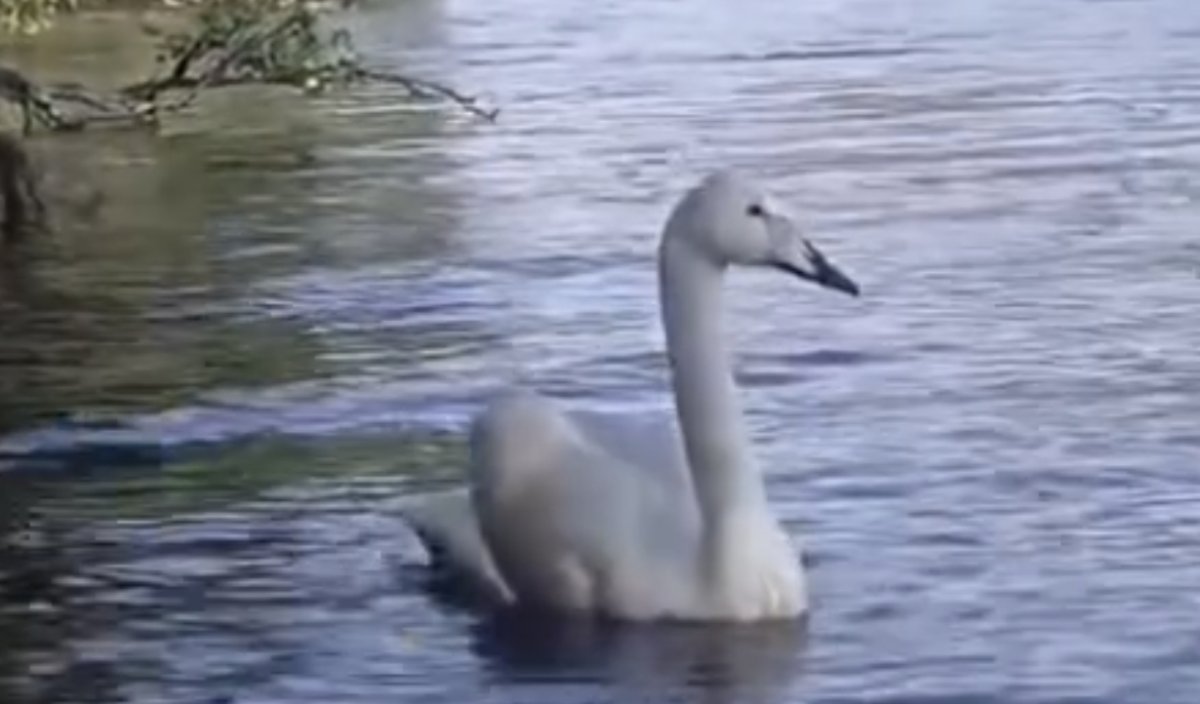 "Бурабайға" Қызыл кітапқа енген аққулар жұбы ұшып келді