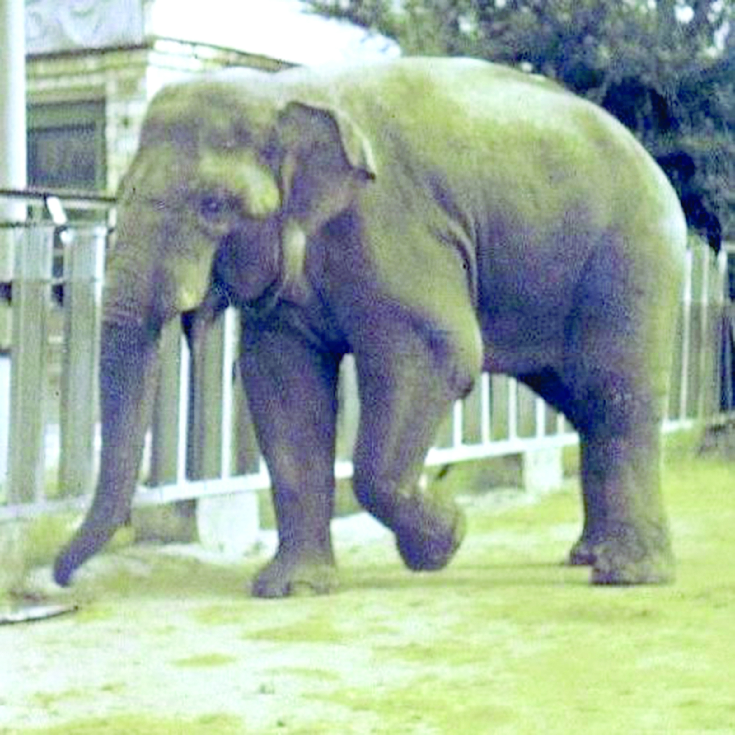 Сөйлейтін піл