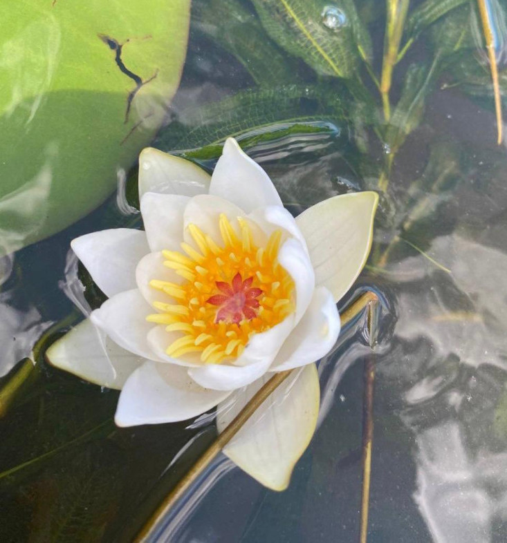 Бурабайда сирек кездесетін өсімдік гүлдеді