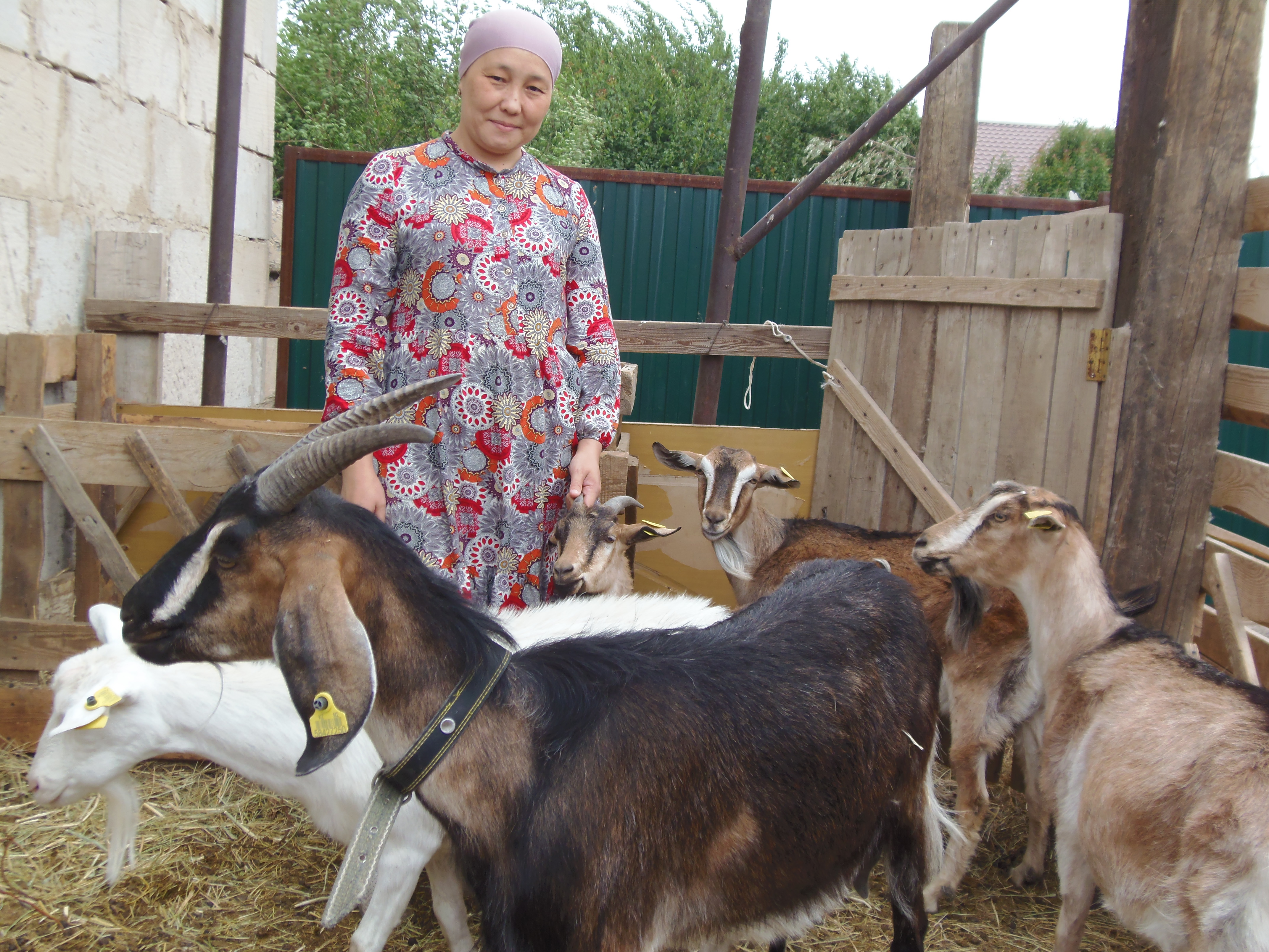 Ебін тап та, ешкі бақ!