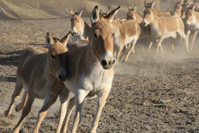 Құландарды көшіру мәселесі талқыланды