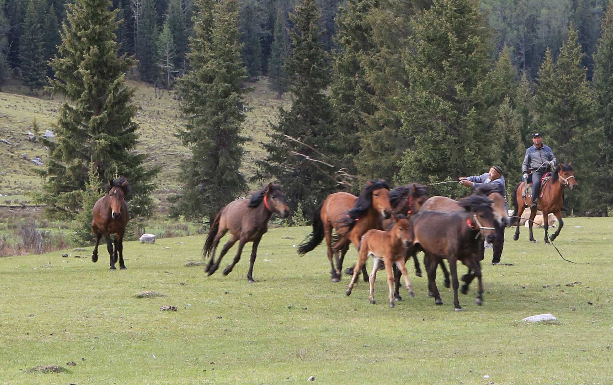 Шалма тастайтындар қалды ма осы?