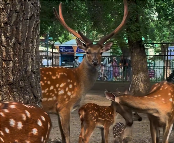 Алматы зообағындағы теңбіл бұғылар төлдеді