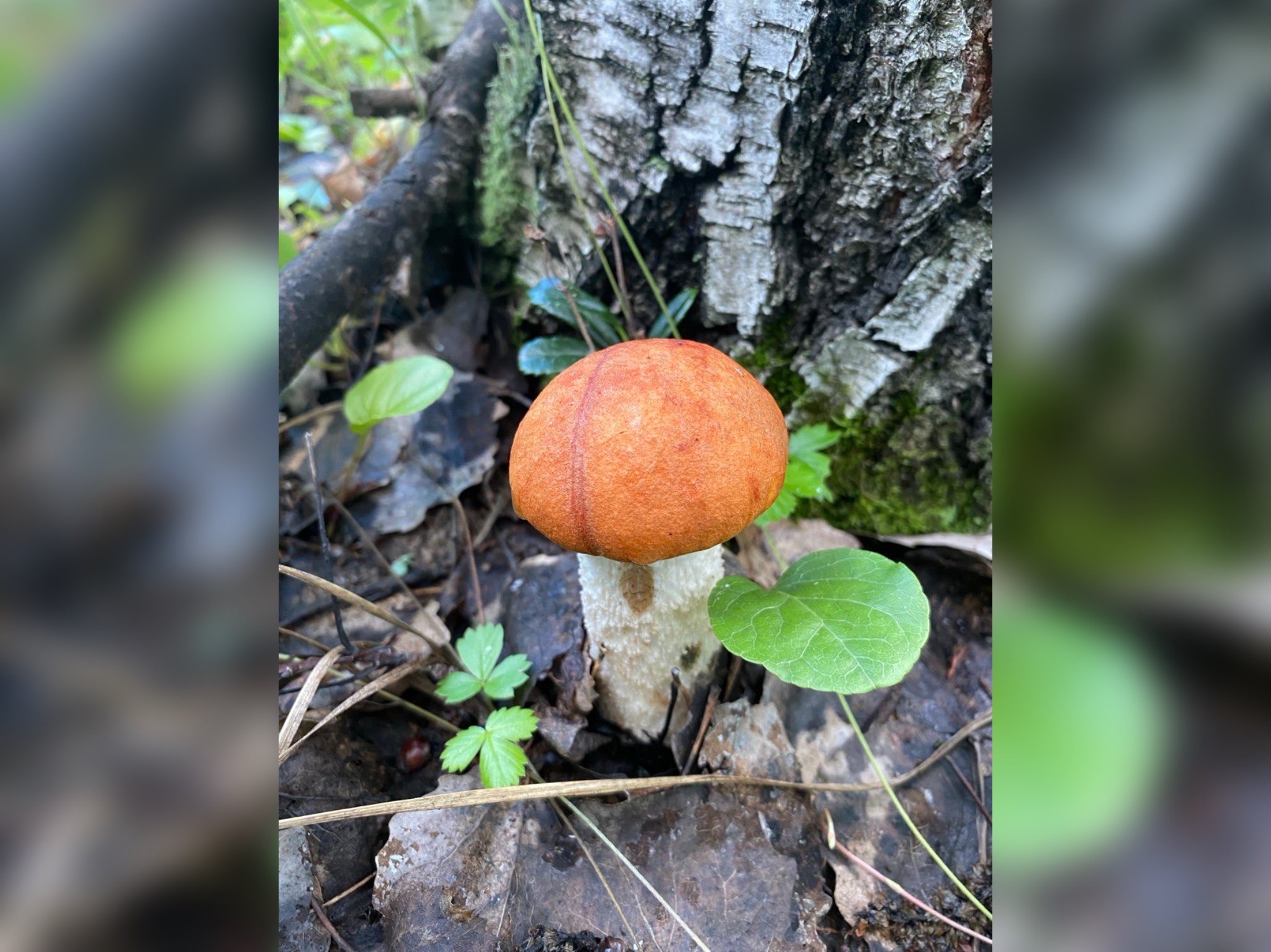 Мамандар саңырауқұлақ терудің  5 ережесін ұсынды