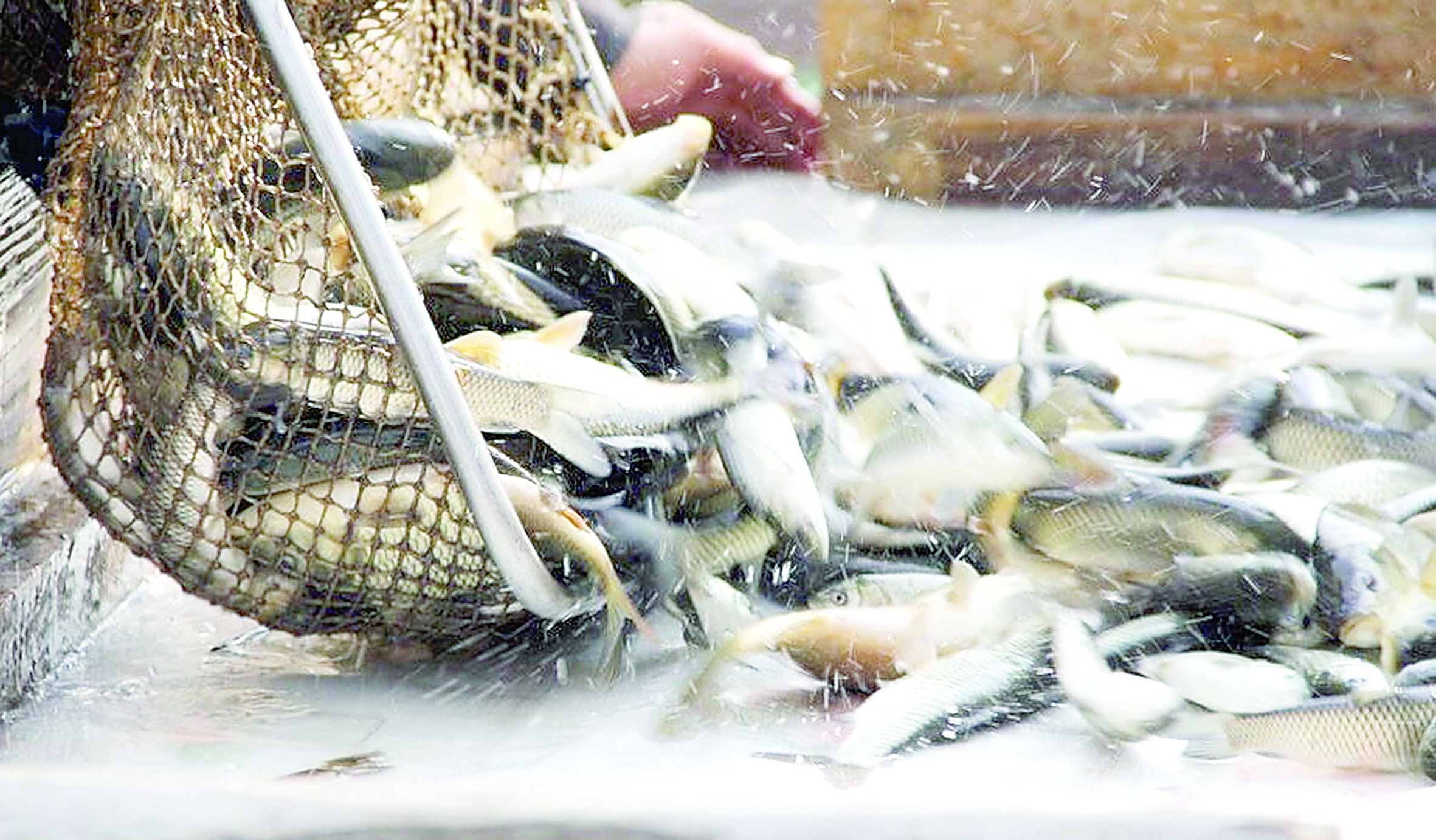 Балық шаруашылығында бетбұрыс байқалады