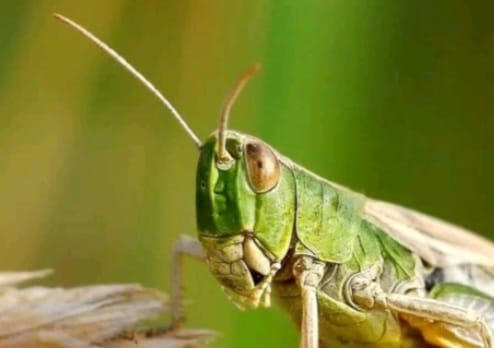 Шегірткеге қарсы 2,8 млн гектар жер өнделді