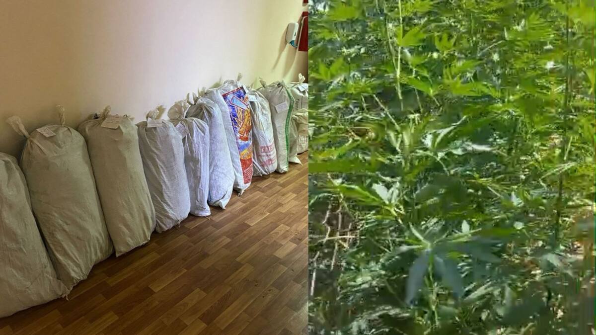 Түркістандық тұрғын ауласында есірткі өсірген