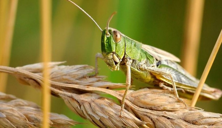 Қазақстанда 2,1 млн гектар аумаққа шегіртке тарауы мүмкін – АШМ