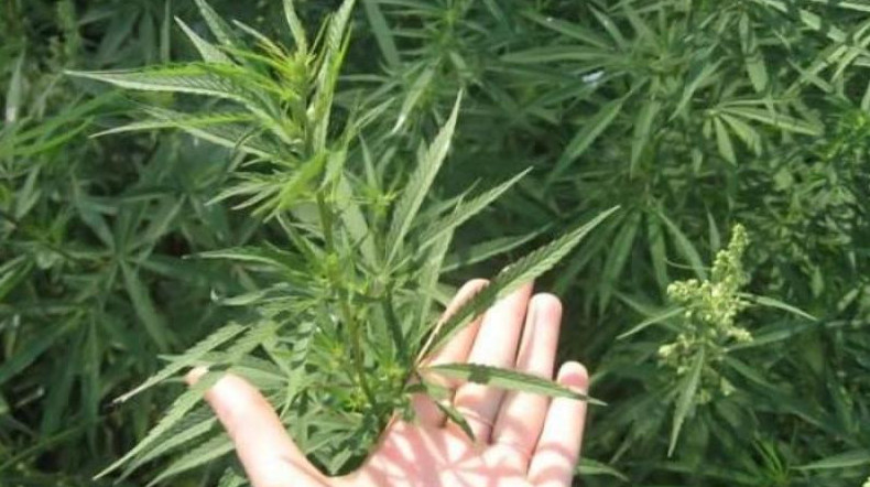 Бұрын сотты болған тараздық ауласында қарасора өсірген