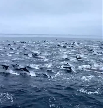 Сан-Диего: Дельфиндер қоныс аударды