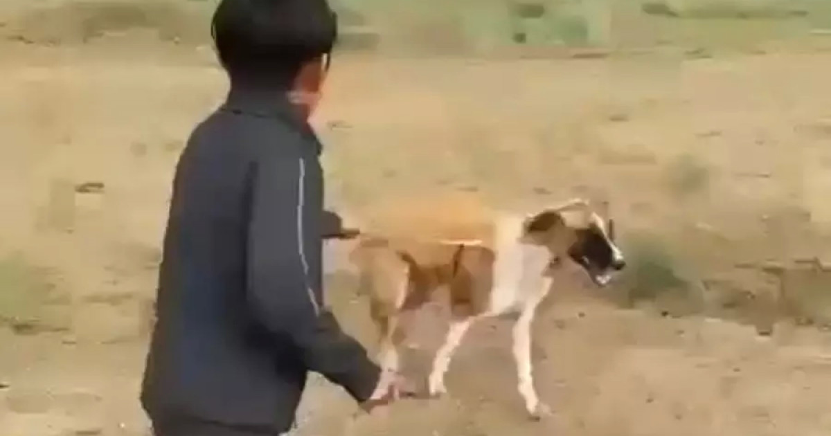 Ақтөбеде мектеп оқушысы итті аяусыз пышақтаған