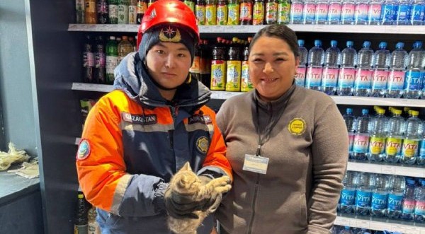 Астанада құтқарушылар мысықты аман алып қалды