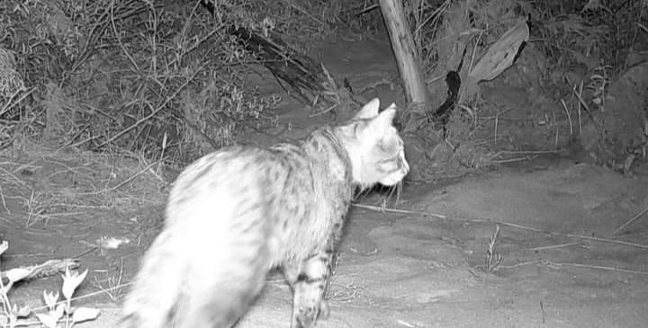 Қостанай аумағында алғаш рет дала мысығы байқалды