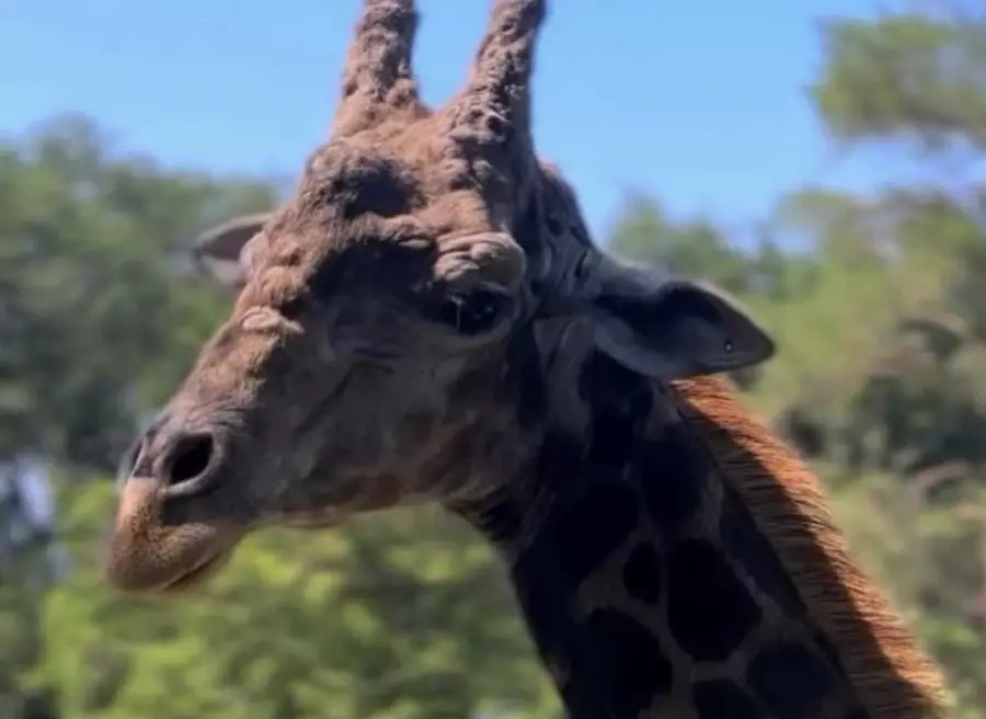 Алматы зообағында билет бағасы өзгерді