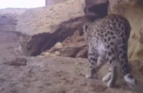 Үстіртте сирек кездесетін барыс мекендейді