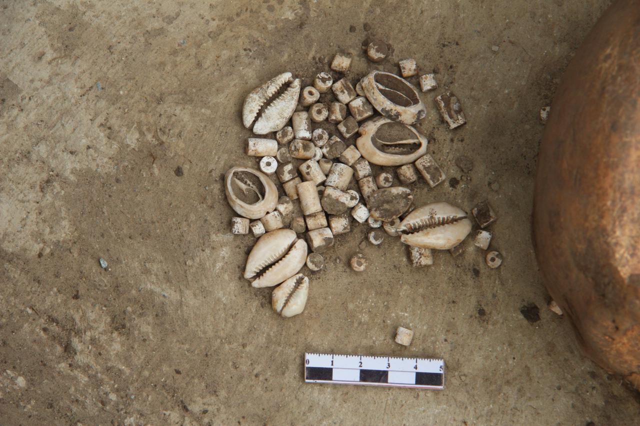 Каури моншағын білесіз бе?